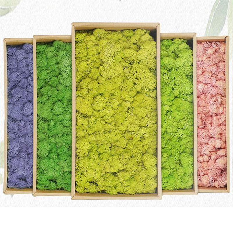 20g Artificial Green Moss Plan - Sphagnum Moss Dry review and price