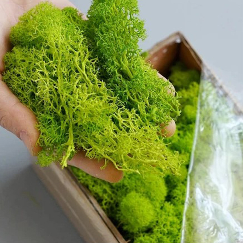 20g Artificial Green Moss Plan - Sphagnum Moss Dry review and price